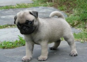 Pugston Pups Pug puppies for good home