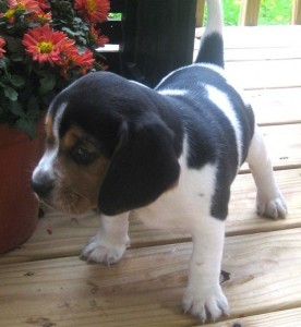 cute Beagle Puppies For Sale