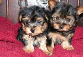 Cute Yorkie Puppies available for Adoption,