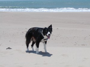 Border Collie