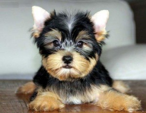 Wow!! Charming and Healthy Male and Female Teacup Yorkie puppies for free adoption