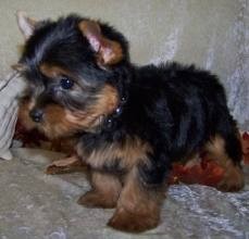 Xmas male and female yorkie pups for and adoption