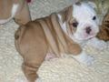 Cut english bulldog puppies ready for new home