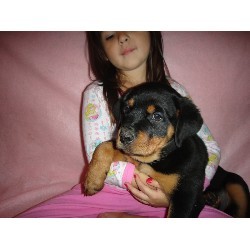 Cut rottweiler  puppies ready for new home