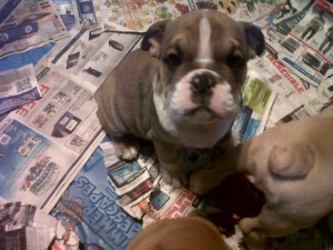 English Bully puppies For new home