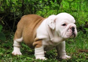 healthy english bulldogs for adoption