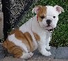 Playful Male and female English Bulldog for adoption