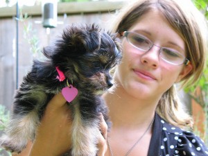 Nice And Cute Male And Female Yorkshire-terrier Puppies For Good Homes