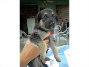 German Shepard Puppys CKC - $400