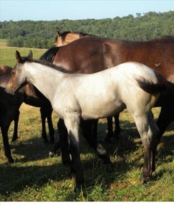 Outstanding Blue roan Filly $1000