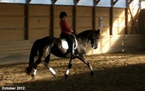 Horses For Sale : Ontario, Canada : Friesian 9 yr old Friesian Sporthorse Mare - Dressage $8,000