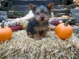 Yorkshire Terrier Puppies for Sale