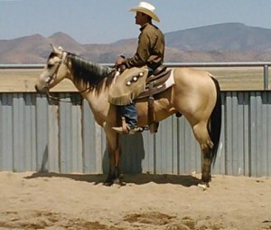 2008 AQHA Finished Buckskin Cutting Horse $3500