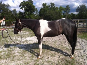 Blue Roan Tobiano Gelding $3,000