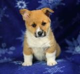 Welsh Corgi (Pembroke) Puppies for Sale