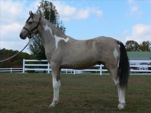 Gorgeous Gaited Buckskin Tobiano TWH Stallion Colt $3,500