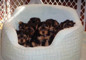 Cute AKC Champion Bloodline Teacup Yorkshire Terrier Puppies for Adoption