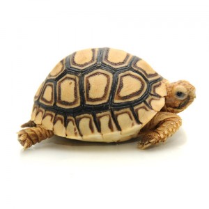 Leopard Tortoise for Sale