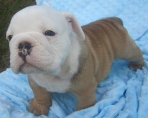 CUTE CHRISTMAS ENGLISH BULLDOG PUPPIES FOR ADOPTION