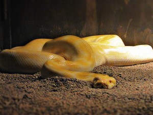 Albino Python  ball snakes for sale.