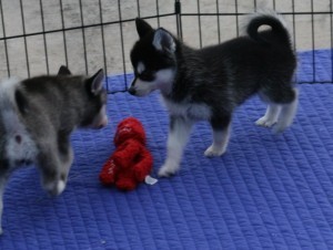 Healthy And Registered Checked Siberian Husky Puppies.