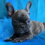 French Bulldog Puppies for Sale