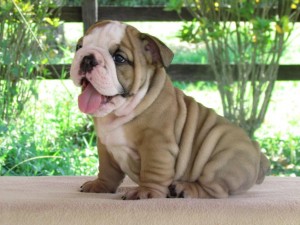 Great english bulldog ready for adoption