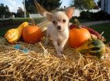 Chihuahua Puppy for sale