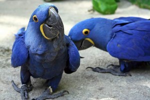 Wealthy trained Pairs of Blue Macaw Parrots Fo Re-homing