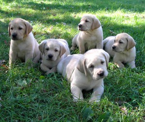 well trained male and female Labrador retrievers puppies for re-home.