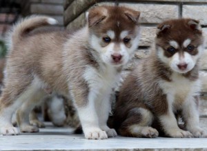 well trained male and female Siberian husky puppies are now ready