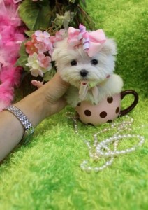 &quot;Playful And Happy*Amazing Personality And Temperament&quot;Maltese Pups For Sale