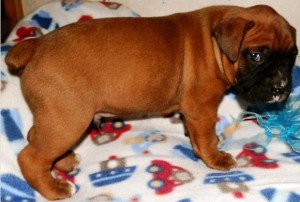Puppies akc registered and are heart scored clear Pretty Boxers.