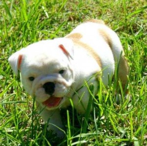 BRITISH BULLDOG FOR SALE, Male, 2-3 months, RED AND.