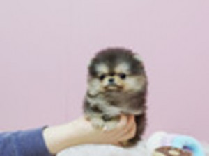 Micro-Chipped Mini Tiny Male And Female Pomeranian Puppies Available Now.