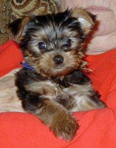 excellent healthy Yorkshire terrier puppies