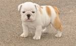 fun time and adorable english bulldog puppies available