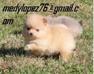 Tea Cup Pomeranian Puppies For Adoption