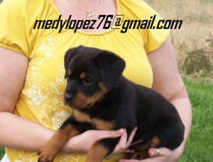 Rottweiler Puppies For Adoption