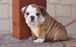 Charming ENGLISH BULLDOGS for free adoption