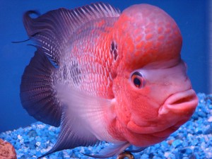 Red Asian Arowana Fish and Others Available in stock