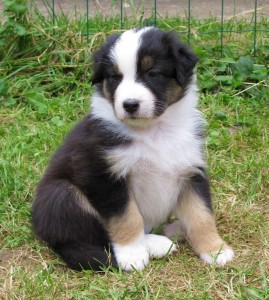 Wonderful Australian Shepherd puppies