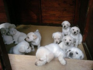 10 Amazing Golden Labrador Retriever Puppies,6 boys &amp; 4girls ,10 weeks old ((202) 656-77