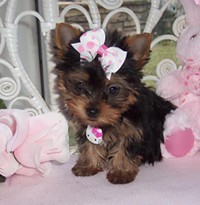 we have cute Tea-cup Yorkie puppies for adoption