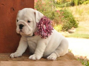 FABOLOUSE AND OUTSTANDING ENGLISH BULLDOG PUPPIES FOR ADOPTION