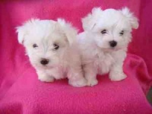 Male and Female teacup Maltese Puppies for Adoption