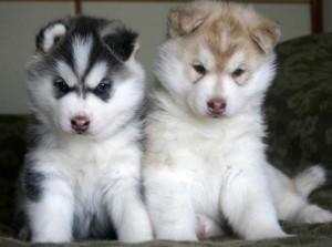 Free Healthy Siberian Husky Puppies For Adoption