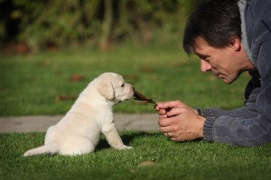 cute looking labrador puppies for adoption