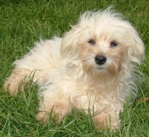 Tiny Maltese Puppy