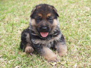 Lovely german Sherpherd Puppy